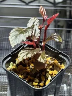 Begonia sp.Nam Tra My,Quang Nam 原種ベゴニア - メルカリ