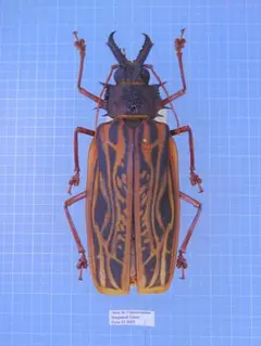 128mm】ザ草食動物の優しそうな顔をしたオウサマボウバッタ 標本 直