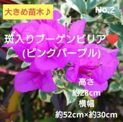 2025年最新】ブーゲンビリア 斑入りの人気アイテム - メルカリ