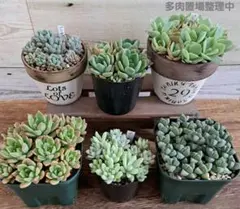 リメイク鉢2個(植え付け)とプラ鉢2個とポット苗2個　セットのサムネイル