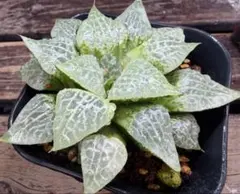 多肉植物 ハオルチア コンプトニア 大サイズのサムネイル