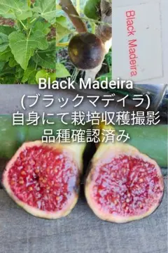 2026年最新】イチジク穂木 ブラックマデイラの人気アイテム - メルカリ