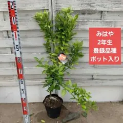 カリフォルニアザクロ 鈴なり 5年生 ポット大苗 実生 無農薬 - メルカリ