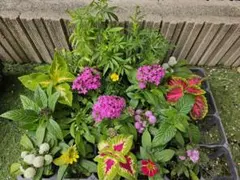 寄せ植え　にも　　花　苗　20ポットセット　花　寄せ植え　花苗　夏苗のサムネイル