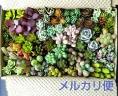 ロ 多肉植物 セダム 多肉弁当 カット苗セット 詰め合わせ