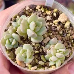 mizutama様 リクエスト 3点 まとめ商品