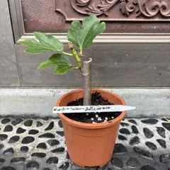 Nuestra Señora del Carmen 植物 - メルカリ