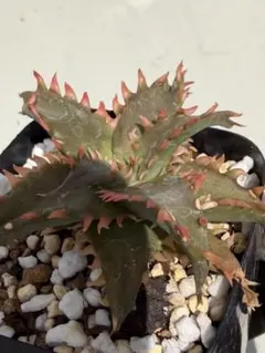 極上 アロエ ハイブリッド 5株 セット aloe hybrid 実生 - メルカリ