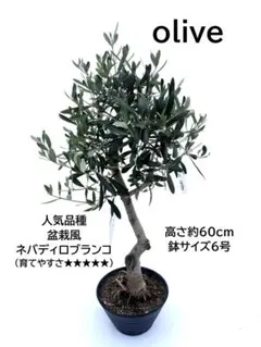 ヤシガニ様 リクエスト 2点 まとめ商品