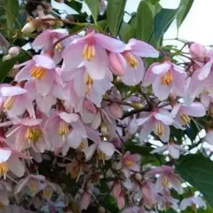 hunakai様 リクエスト 2点 まとめ商品