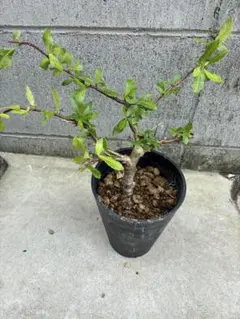 カッシア メリディオナリス 塊根植物 コーデックス - メルカリ