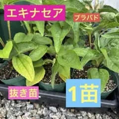 エキナセア　ブラバド　抜き苗　1苗のサムネイル