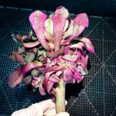 aeonium☆Princess様　ご専用