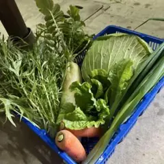農薬不使用　新鮮な野菜セット キャベツ、大根、にんじん、ネギなど