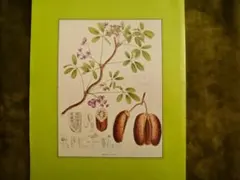 Item thumbnail for item 442ff74f-6704-48d4-8b08-00bcd0bb5aa0