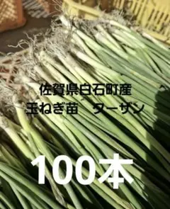 2026年最新】ターザン 苗の人気アイテム - メルカリ