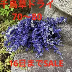 치도리 허브 70~80개
