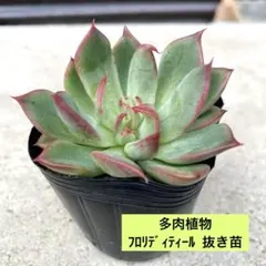 フロリディティール 多肉植物 抜き苗 - メルカリ