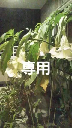 みっちゃん様専用ページ