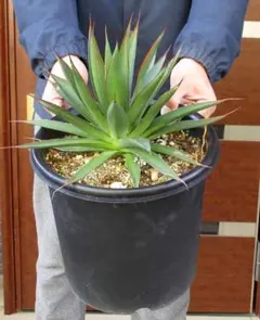 2025年最新】ブルーグロー アガベの人気アイテム - メルカリ