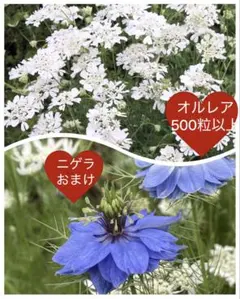 オルレア ニゲラ(ブルー) 2種類の種のセット - メルカリ