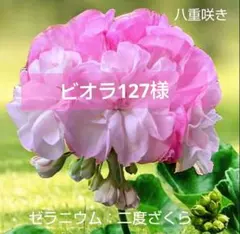 ビオラ127様ゼラニウム苗 ゼラニウム : 二度ざくらのサムネイル