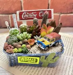 多肉植物の寄せ植え❤️そのまま飾れる