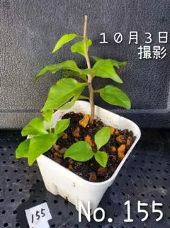 2026年最新】おかわかめ むかごの人気アイテム - メルカリ
