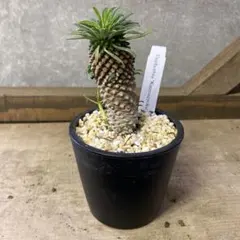 2026年最新】鉄甲丸の人気アイテム - メルカリ