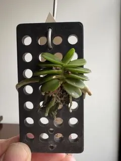 アンソニークィーン 高級品種レア⭐︎ 多肉植物 - メルカリ