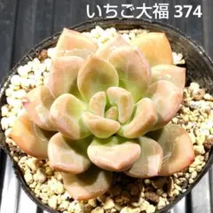 いちご大福 374 エケベリア 多肉植物 抜き苗