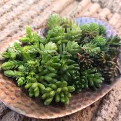 セダム６種カット苗　多肉植物寄せ植え　詰め合わせ　弁当セット　挿し芽　初心者簡単