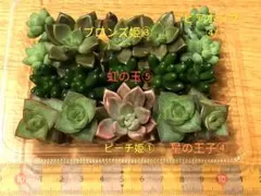 2026年最新】多肉 ピーチ姫の人気アイテム - メルカリ