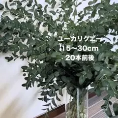 2026年最新】ユーカリ切り枝の人気アイテム - メルカリ