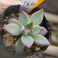 2026年最新】中里リンゼアナの人気アイテム - メルカリ