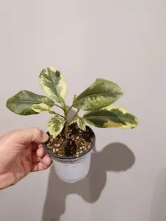 ⑥　フィカス　フランスゴム　斑入り　実生　レア ⑥ フィカス フランスゴム 斑入り 実生 レア ⑥ フィカス