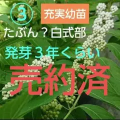 白式部③ シロシキブの実から発芽した充実３年幼苗 抜き苗 1本 白式部③ シロシキブの実から発芽した充実3年幼苗 抜き苗 1本 - メルカリ