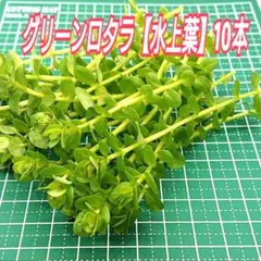 그린 로타라 [워터 리프] ☘️ 10 ‼️