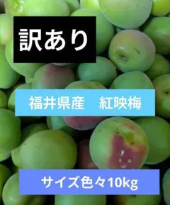 6/10収穫 福井県産 紅映梅 Lサイズ以上 10kg