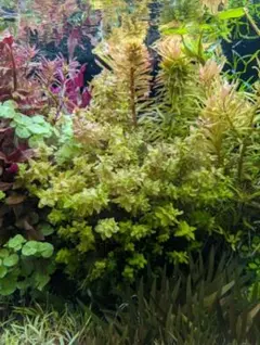 メルカリ便 ○アラグアイアパープルバコパ水中葉1本 水草 ADA 水槽 