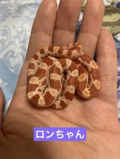 60サイズ一杯分！白ヘビの抜け殻纏め売り 2025年最新】蛇の抜け殻 頭の人気アイテム - メルカリ