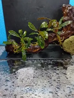 2026年最新】bucephalandraの人気アイテム - メルカリ