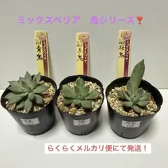 2025年最新】おらいさん苗 赤鬼の人気アイテム - メルカリ
