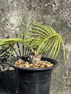 サイカス・ミコリッチー！ 羽状複葉ソテツ カイルンシアナ ホリダス