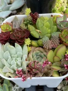 多肉植物寄せ植えセット抜き苗のサムネイル