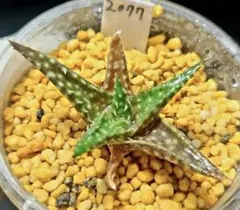 2520 ミラビリスカキコ多肉植物 ハオルチア アロエ - メルカリ