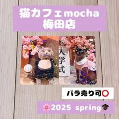 猫カフェmocha 梅田店 2025春トレカ(バラ売り可⭕️)