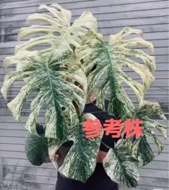 2025年最新】天津蘭の人気アイテム - メルカリ