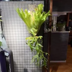 2026年最新】コロナリウム フィリピネスの人気アイテム - メルカリ