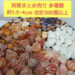 【週末限定価格】貝殻まとめ売り 300個以上 約1.5~4cm